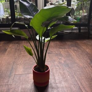 Vibrant Red and Yellow Ribbed 4 inch Pot